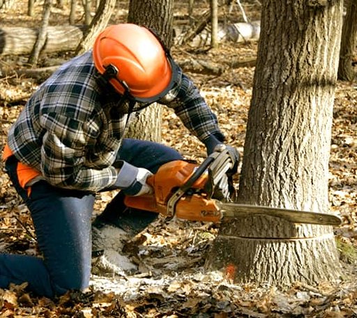 Tree Removal in Upsala, MN